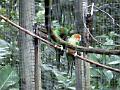 17a - Parc des Mamelles - Zoo 034